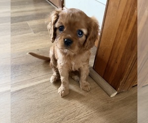 Cavalier King Charles Spaniel Puppy for sale in KANSAS CITY, MO, USA