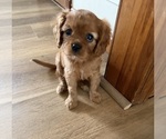 Image preview for Ad Listing. Nickname: Litter of 3