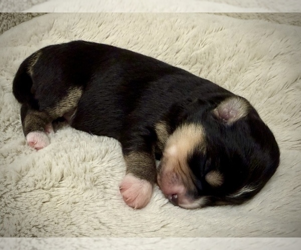 Medium Photo #2 Miniature Australian Shepherd-Pomsky Mix Puppy For Sale in CHICAGO, IL, USA