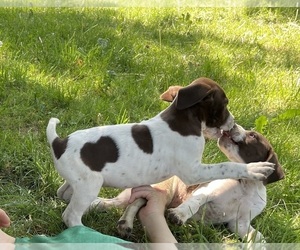 German Shorthaired Pointer-Pointer Mix Puppy for sale in PANAMA, NY, USA