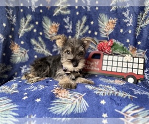 Schnauzer (Miniature) Puppy for sale in LAKELAND, FL, USA