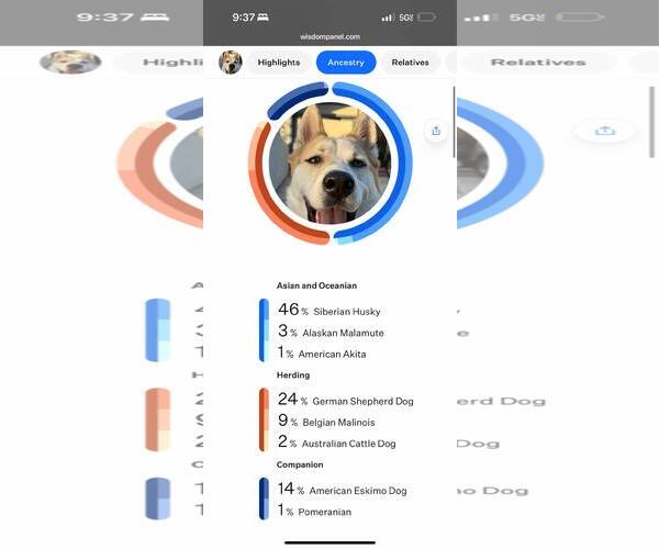 Medium Photo #17 Siberian Husky-Unknown Mix Puppy For Sale in Corona, CA, USA