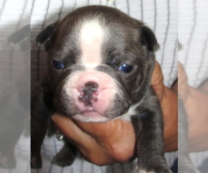 Medium Boston Terrier