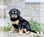 Small #1 Cavapoo (Miniature)