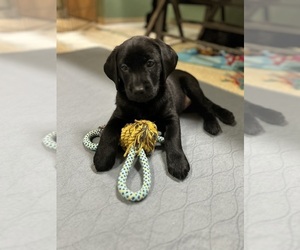 Labrador Retriever Puppy for Sale in JUNCTION CITY, Oregon USA