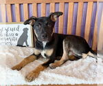Small #1 Mutt