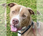 Small #15 American Staffordshire Terrier Mix