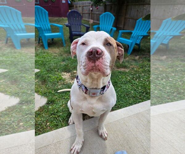 Medium Photo #1 American Pit Bull Terrier-Unknown Mix Puppy For Sale in Germantown, OH, USA