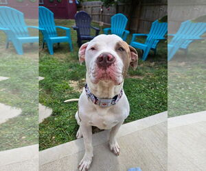 American Pit Bull Terrier-Unknown Mix Dogs for adoption in Germantown, OH, USA