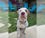Small American Pit Bull Terrier Mix