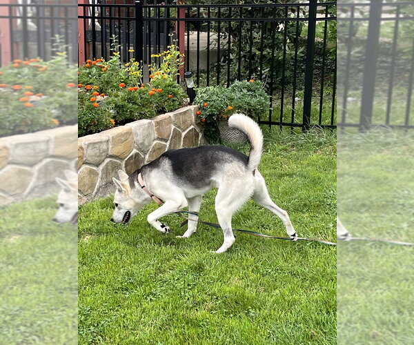 Medium Photo #2 Siberian Husky-Unknown Mix Puppy For Sale in Springdale, PA, USA