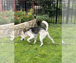 Small #1 Siberian Husky Mix