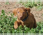 Small #3 Vizsla
