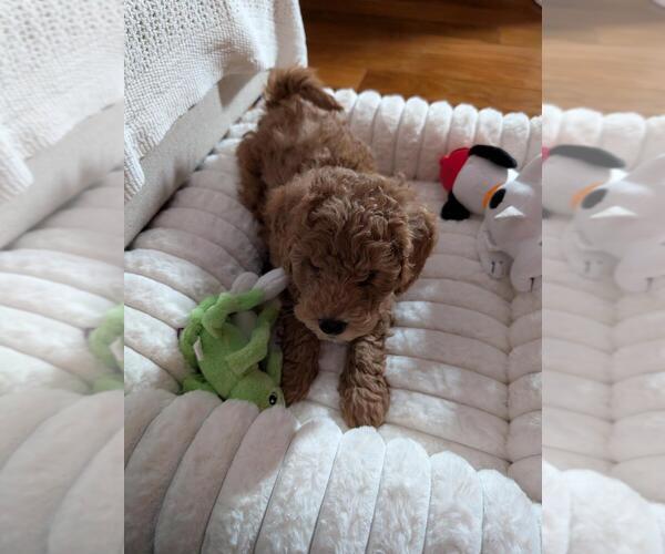 Medium Photo #3 Goldendoodle Puppy For Sale in WILKES BARRE, PA, USA