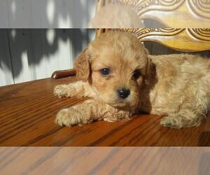 Cavapoo Puppy for sale in JACKSON, MI, USA