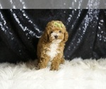 Small #4 Poodle (Toy)