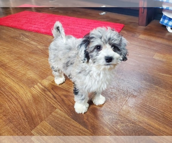 Medium Photo #1 Bernedoodle-Poodle (Toy) Mix Puppy For Sale in BLACK FOREST, CO, USA