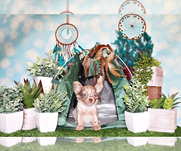 Medium Photo #14 Chihuahua Puppy For Sale in CHARLESTON, AR, USA