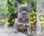 Small Photo #12 French Bulldog Puppy For Sale in LAS VEGAS, NV, USA