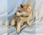 Small #3 Pomsky-Shiba Inu Mix