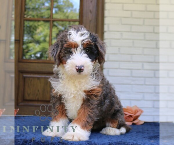 Medium Photo #2 Bernedoodle (Miniature) Puppy For Sale in NARVON, PA, USA
