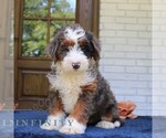 Small #1 Bernedoodle (Miniature)