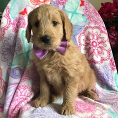 Goldendoodle Puppy for sale in EPHRATA, PA, USA