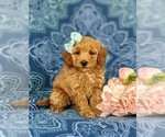Small Photo #2 Bichpoo Puppy For Sale in CHRISTIANA, PA, USA