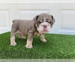 Small Photo #1 Bulldog Puppy For Sale in ATLANTA, GA, USA