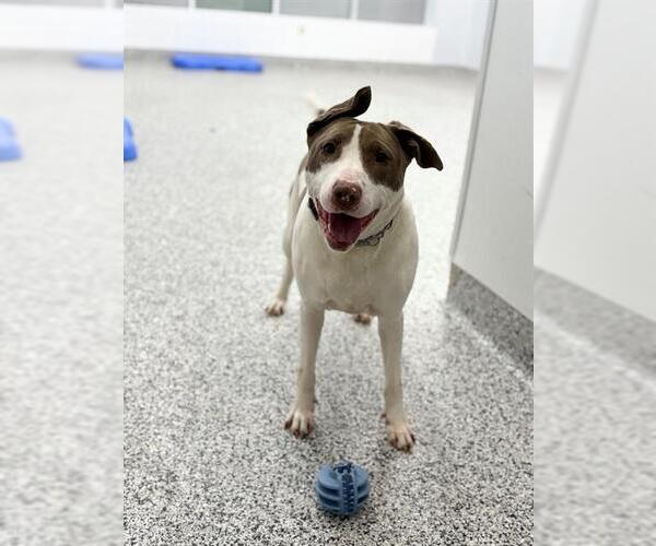 Medium Photo #2 Bull Terrier-Unknown Mix Puppy For Sale in Vaughan, Ontario, Canada