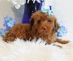 Small #1 Poodle (Toy)