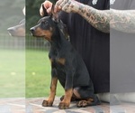 Small #1 Doberman Pinscher