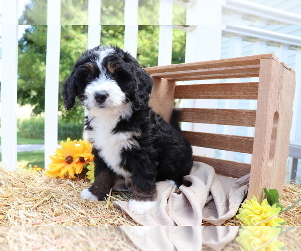 Medium Photo #1 Miniature Bernedoodle Puppy For Sale in SHILOH, OH, USA