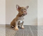 Small #5 French Bulldog