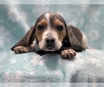 Small Photo #11 Beagle Puppy For Sale in LAKELAND, FL, USA