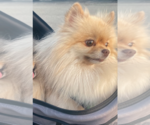 Small #6 Pomeranian
