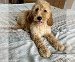 Small Photo #7 Goldendoodle Puppy For Sale in PENSACOLA, FL, USA
