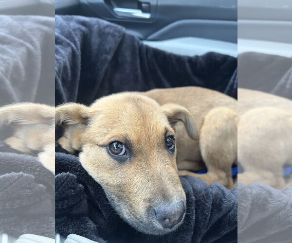 Medium Photo #4 Mutt Puppy For Sale in Polson, MT, USA