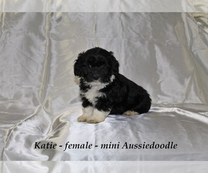 Aussiedoodle Miniature  Puppy for Sale in HOPKINSVILLE, Kentucky USA