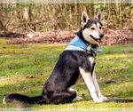 Small #2 Huskies  Mix