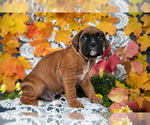 Small Photo #10 Boxer Puppy For Sale in SHILOH, OH, USA