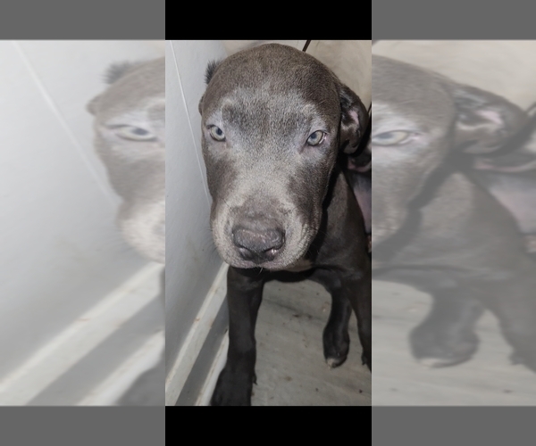 Medium Photo #1 American Pit Bull Terrier-Cane Corso Mix Puppy For Sale in AKRON, OH, USA