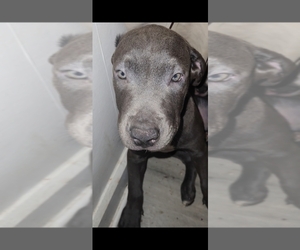 American Pit Bull Terrier-Cane Corso Mix Puppy for sale in AKRON, OH, USA