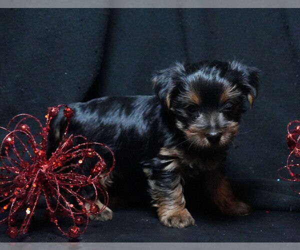 Medium Photo #4 Yorkshire Terrier Puppy For Sale in ROCK VALLEY, IA, USA