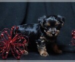 Small #3 Yorkshire Terrier