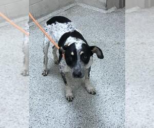 Mutt Dogs for adoption in Conroe, TX, USA