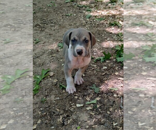Medium Photo #3 Great Dane Puppy For Sale in LAURENS, SC, USA