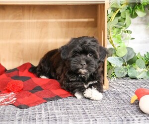 ShihPoo Puppy for sale in SYRACUSE, IN, USA