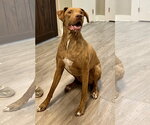 Small Great Dane-Vizsla Mix