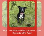 Small #2 Labrador Retriever Mix